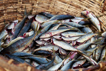 retour de peche, poisson dans un panier