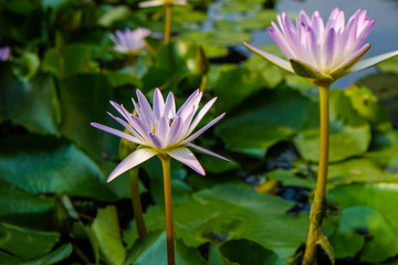 Fototapeta premium Pink lotus water lily with bee