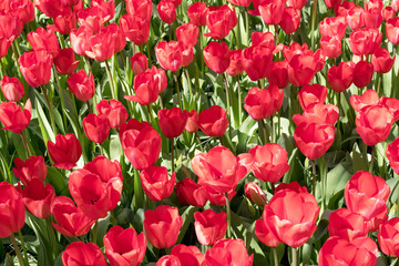 Group of red tulips in the park. Spring landscape.