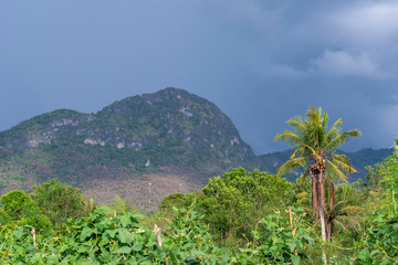 Fototapeta premium Coconut trees