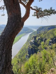Panorama of Elbe River with a tree branch in front in the Elbe Sandstone Mountains in beautiful Saxon Switzerland near Bohemian Switzerland in Germany
