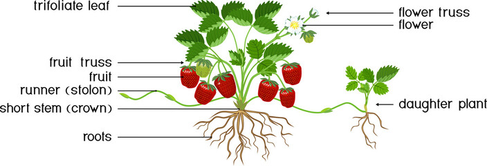 Parts of plant. Morphology of strawberry plant with green leaves, red berries, root system and daughter plant isolated on white background with titles