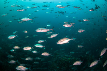 A school of Jacks on a murky tropical coral reef (Black Rock, Mergui Archipelago, Burma)