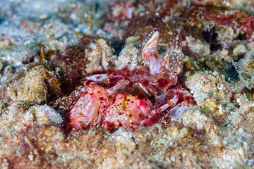 Naklejka na ściany i meble A spearing Mantis Shrimp on a tropical coral reef in Myanmar