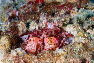 Fototapeta na wymiar A spearing Mantis Shrimp on a tropical coral reef in Myanmar