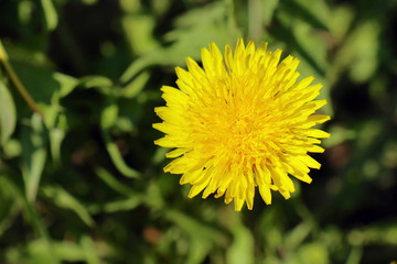 dandelion in grass