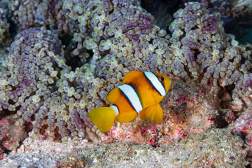 Naklejka na ściany i meble Banded Clownfish on a tropical coral reef in Myanmar