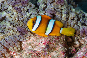 Fototapeta na wymiar Banded Clownfish on a tropical coral reef in Myanmar