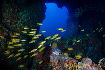 Naklejka na ściany i meble An underwater archway on a tropical coral reef (Western Rocky, Myanmar)
