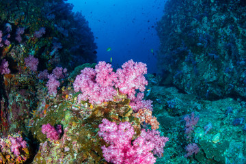 Fototapeta na wymiar A colorful tropical coral reef (Western Rocky, Myanmar)