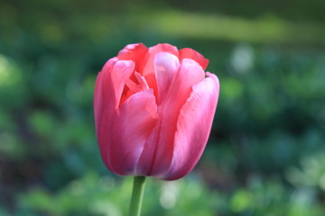 Beautiful pink blooming spring tulip on a background of green grass
