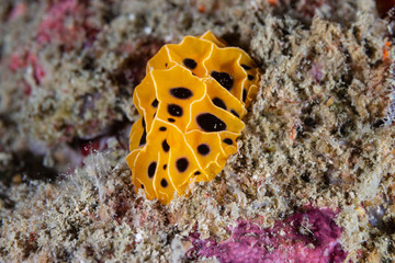 A colorful Nudibranch on a tropical coral reef in Myanmar