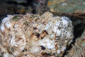 Devil Scorpionfish on a tropical coral reef in Myanmar