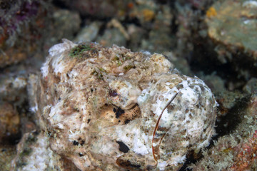 Devil Scorpionfish on a tropical coral reef in Myanmar