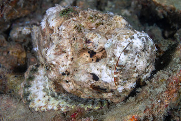 Devil Scorpionfish on a tropical coral reef in Myanmar