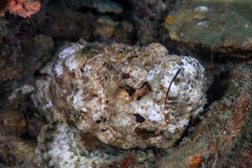 Fototapeta na wymiar Devil Scorpionfish on a tropical coral reef