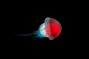 A delicate red Jellyfish against a black water background
