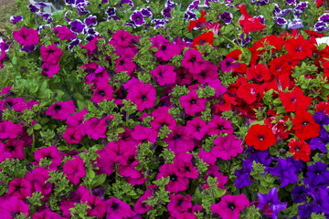 Background composed blue red pink violet petunia
