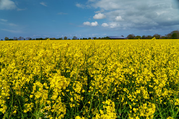 Rapsfeld mit blauem Himmel