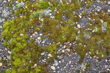 Obraz na płótnie Canvas Pebble inlay in concrete with moss