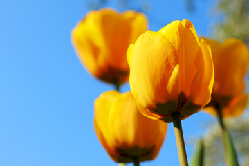 yellow tulips against blue sky