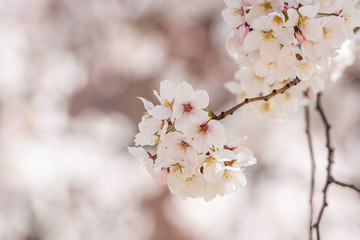 Beautiful cherry blossom sakura in spring time