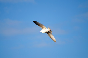 seagull in flight