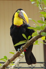 Yellow throated toucan in the garden of restaurant Mi Finca near Limonal in Costa Rica