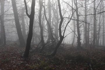spooky foggy froest in poland