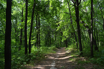 Path through lush green forest park. Summer landscape.