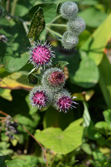 Arctium lappa. Pink flowers of prickles of burdock. Medical herbal plant.