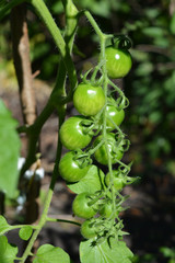 Fresh green cherry tomatoes grow on tomato plant in the vegetable organic garden.