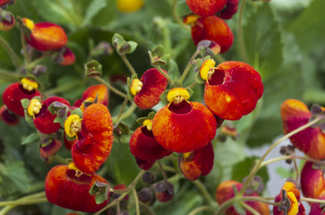 Calceolaria called ladys purse slipper flower