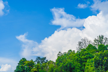 blue sky and cloud with trees