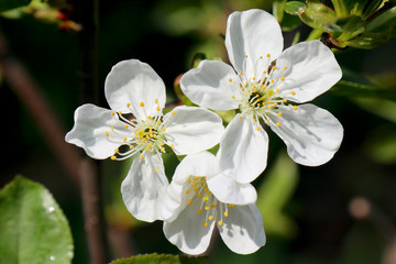 white flowers of apple tree