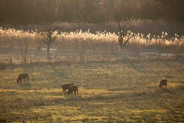 Rinder im Gegenlicht, Rieselfelder, Münster, Münsterland, Nordrhein-Westfalen, Deutschland, Europa