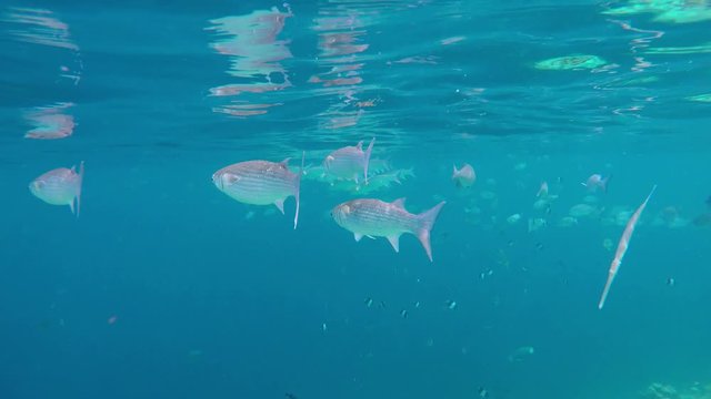 eine Schwarm Fische (Stumpfmaul Meer&auml;schen) schwimmen in Meer auf den Malediven