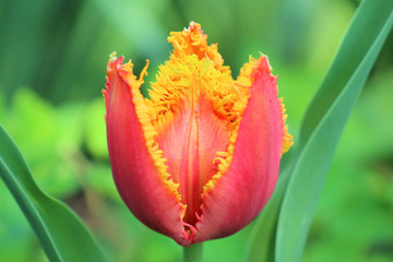 Naklejka premium tulip on green background
