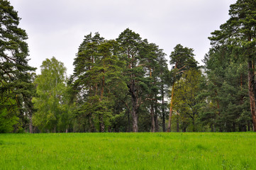 Obraz premium green meadow