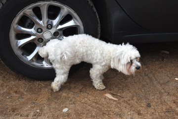 Dog peeing on wheel.