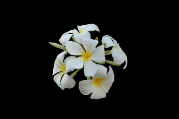Inflorescence of white five-petalled flowers with yellow centers. Beautiful white flowers. Isolated. Black background.