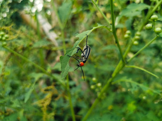 spider on leaf