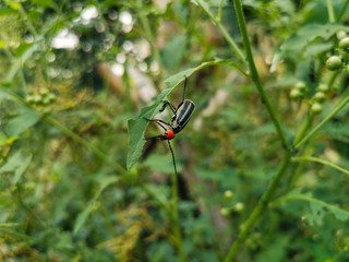 beetle on leaf