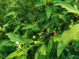 fly on leaf
