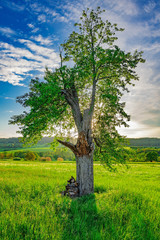 Fototapeta na wymiar The lonely tree in the green fields with the sunlight in its background