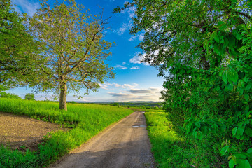 The path in the green fields with some trees, a blue sky and some few white clouds