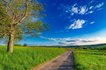 The path in the green fields with some trees, a blue sky and some few white clouds