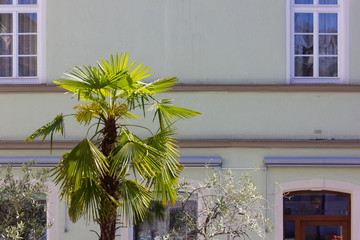 palmtree before historical city facade