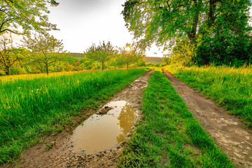 Fototapeta na wymiar The muddy path with a puddle, green grass and trees