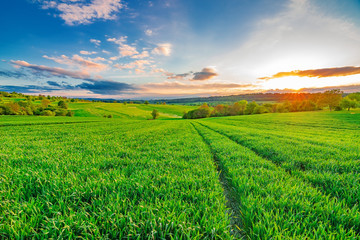 Green fields on a sunny summer day with a blue sky and a few white clouds